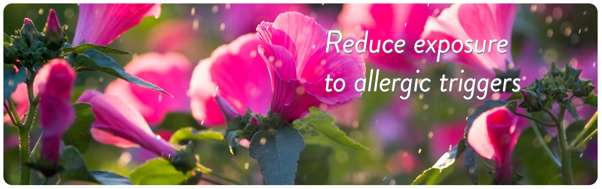 Colorado Allergy Relief Tips